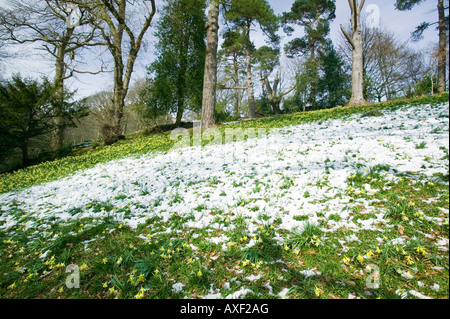 Dora's Field, Rydal, Lake District, achetée par William Wordsworth pour sa soeur et plein de jonquilles sauvages au printemps Banque D'Images