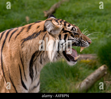 Tigre de Sumatra dans le profil Banque D'Images