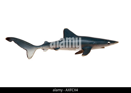 Requin bleu jouet sur fond blanc Banque D'Images