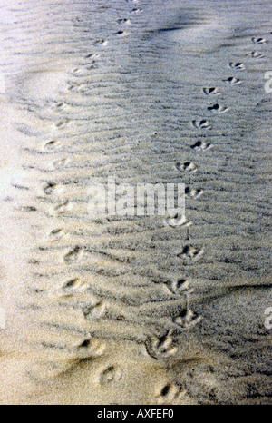 Oiseaux minuscules morceaux de Dune de sable Banque D'Images