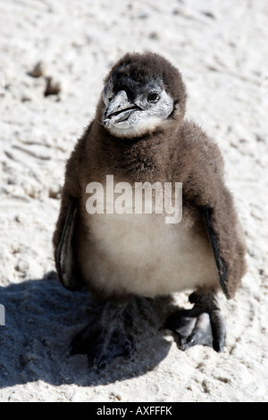 Jeune manchot Spheniscus demersus près de boulders beach sur la False Bay Cape town western cape province afrique du sud Banque D'Images