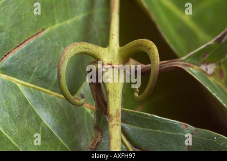 La griffe de chat (Uncaria tomentosa) Banque D'Images