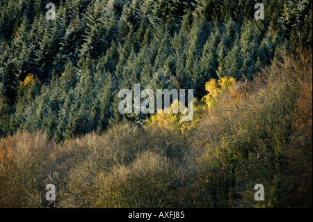 Forêt en automne Blorenge Llanfoist Wales UK Banque D'Images