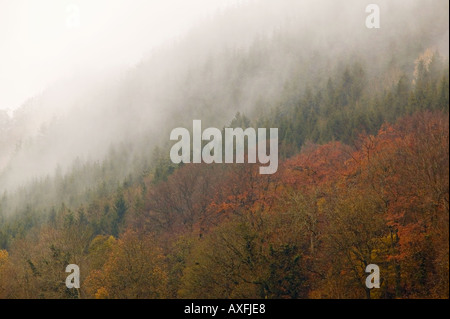 Dans la forêt des nuages bas aux couleurs de l'automne Blorenge Llanfoist Wales UK Banque D'Images