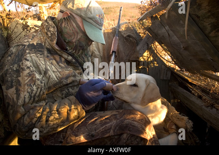 Un chasseur de canard shos son duck en appel il aveugle, comme un Labrador retriever écoute l'appel, tandis que la chasse aux canards. Banque D'Images