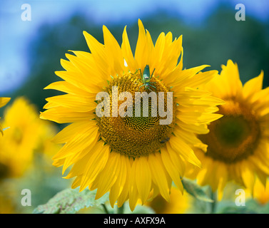 Close-up de grande sauterelle verte sur un tournesol Banque D'Images