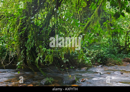 L'Ouganda Afrique Bwindi Impenetrable National Park la luxuriante forêt tropicale à Bwindi Impenetrable Forest Banque D'Images