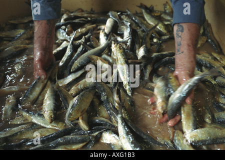 Les Œuvres de pilchards Newlyn Penzance Cornwall UK Banque D'Images