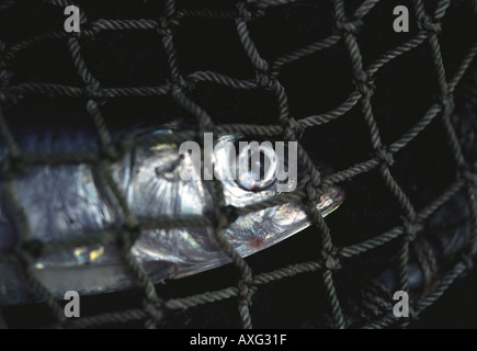 Sardine prise aux filets d'un pêcheur de Cornouailles La Cornouailles Penzance, Newlyn Pilchard Works UK Banque D'Images