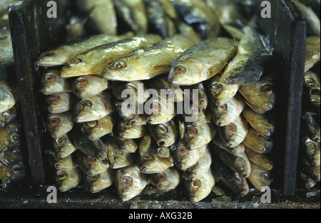 Les sardines salées empilées à l'appui sur les Œuvres de pilchards Newlyn Penzance Cornwall UK Banque D'Images