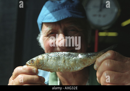 Pilchards salés dans un tonneau effectués par Terry un travailleur à l'Œuvres de pilchards Newlyn Penzance Cornwall UK Banque D'Images