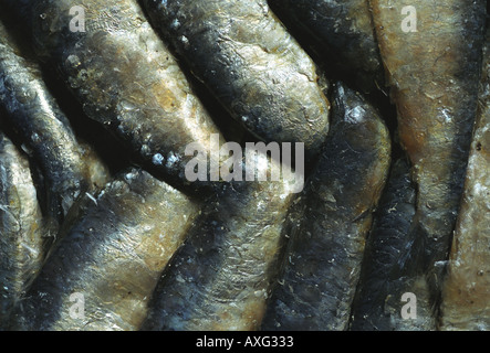 Les sardines salées empilées à l'appui sur les Œuvres de pilchards Newlyn Penzance Cornwall UK Banque D'Images