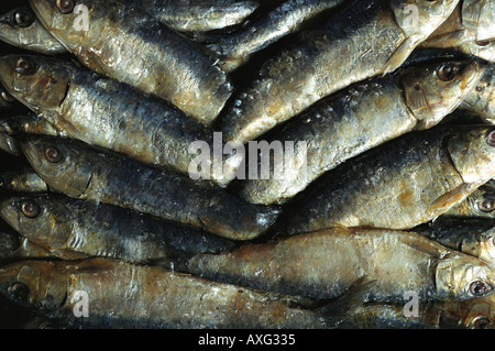 Les sardines salées empilées à l'appui sur les Œuvres de pilchards Newlyn Penzance Cornwall UK Banque D'Images