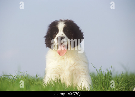 Landseer. Chiot assis sur la prairie, panting Banque D'Images