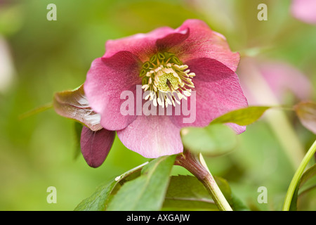 L'hellébore rose foncé Highdown 'Rosa' en fleurs au printemps dans la région de Sussex, England, UK Banque D'Images