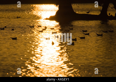 Le lac au grand Livermere, Suffolk, UK pendant le coucher du soleil Banque D'Images