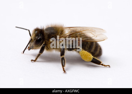 Travailleur de l'abeille Apis mellifera Banque D'Images