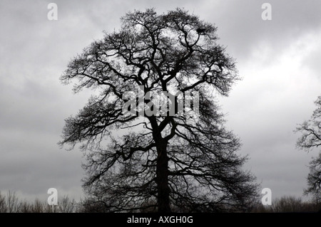 Arbre sans feuilles Banque D'Images