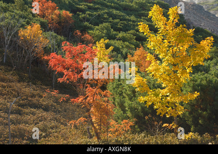 Arbres en automne, le Parc National de Akan, Hokkaido, Japon Banque D'Images