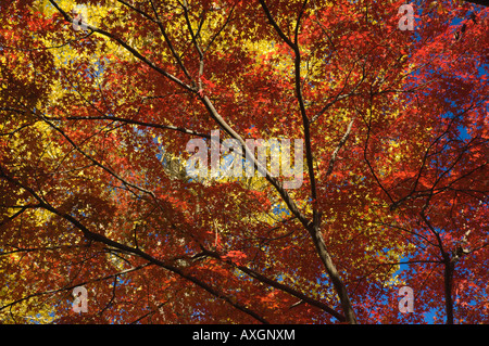 Les érables japonais et Gingko, Nanzenji Temple, Kyoto, Japon Banque D'Images