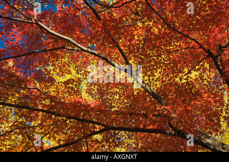 Les érables japonais et Gingko, Nanzenji Temple, Kyoto, Japon Banque D'Images