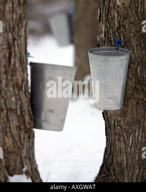 Les seaux de collecte de sève pendent dans le buisson de sucre canadien pendant le dégel du printemps. Cette méthode de collecte est plus pour la démonstration car les lignes sont préférées. Banque D'Images