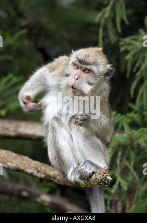 Macaque crabeating Banque D'Images