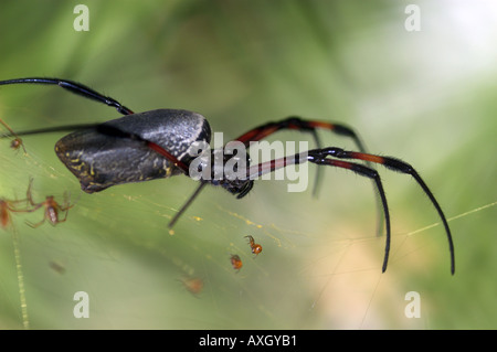 Grand sur spider web - Nephila inaurata - Red-legged Globe Doré-Spider web Banque D'Images