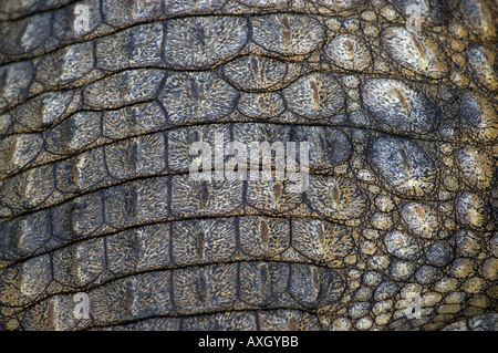 Close up de peau de crocodile du Nil Banque D'Images