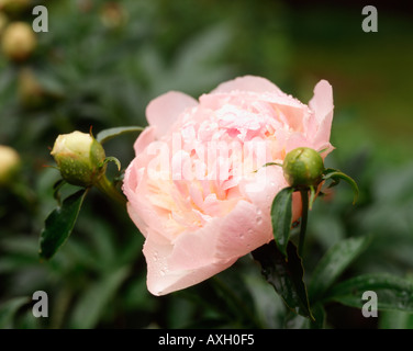 Fleur de pivoine rose en pleine floraison entouré de bourgeons dans jardin Banque D'Images