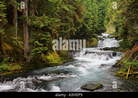 La région de McKenzie River dans la région de Oregon Cascades Banque D'Images