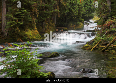 La région de McKenzie River dans la région de Oregon Cascades Banque D'Images