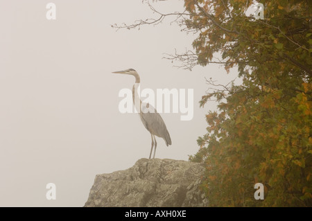Un GRAND HÉRON SE DRESSE SUR UN ROCHER AU BORD D'UNE ÎLE DANS LE BROUILLARD LE NORD DU MINNESOTA Banque D'Images
