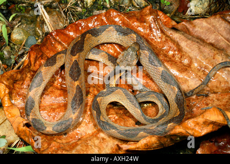 Commune de chats-eyed snake (Leptodeira annulata) de l'Amazonie équatorienne Banque D'Images