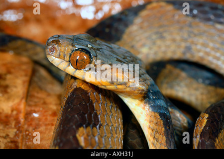 Commune de chats-eyed snake (Leptodeira annulata) de l'Amazonie équatorienne Banque D'Images