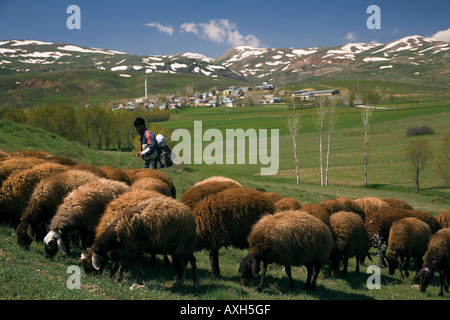 Berger et troupeau de moutons à Kelkit, Gumushane Turquie. Banque D'Images