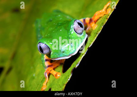 La grenouille Phyllomedusa tomopterna (singe) Banque D'Images
