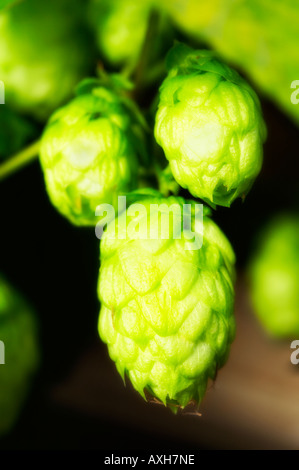 Golden Houblon Humulus lupulus Aureus closeup Banque D'Images