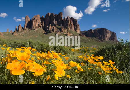 Un champ de fleurs de pavot mexicain dans les montagnes de l'Arizona Banque D'Images