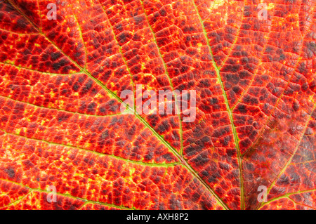 La texture des feuilles d'automne closeup Banque D'Images