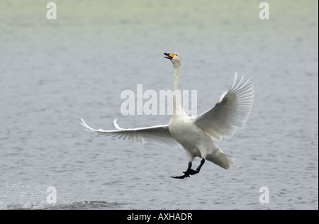 Cygne chanteur landing triomphalement à Welney WWT Norfolk UK Banque D'Images