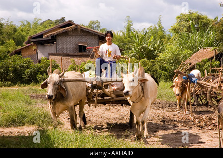 Photographie d'un jeune homme hansome conduisant une charrette à Chiang Khang marché à Lac Inle au Myanmar Banque D'Images