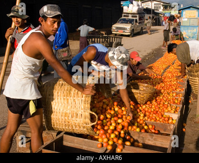 Photographie d'hommes boîtes d'emballage de tomates pour le transport jusqu'au marché à Nyaungshwe sur le lac Inle au Myanmar 2006 Banque D'Images