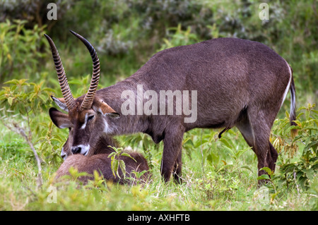 Parc National d'Arusha en Tanzanie kobus ellipsiprymnus ellipsiprymnus Common waterbuck Banque D'Images