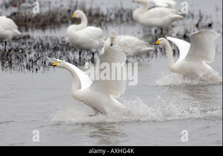 2 cygnes chanteurs l'atterrissage sur l'eau à Welney WWT Norfolk UK Banque D'Images