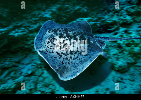 Stingray natation rapidement Banque D'Images