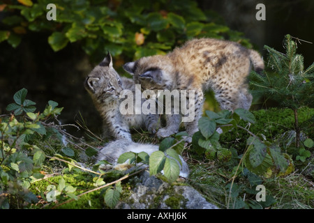 Junger lynx Luchs juvenil Banque D'Images