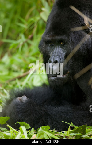 L'Ouganda Afrique Bwindi Impenetrable National Park homme adulte gorille de montagne au dos argenté Banque D'Images