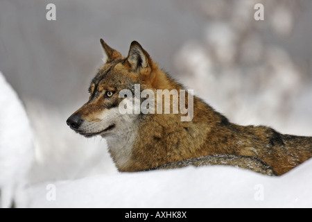 Le loup Canis lupus Banque D'Images