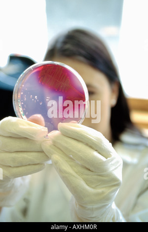 Le microbiologiste chercheur étudiant la croissance des bactéries sur la plaque Banque D'Images